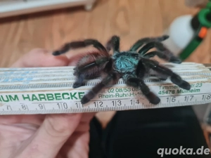 Caribena versicolor  Weibchen 0,1 Vogelspinne ex Avicularia  Bild 2