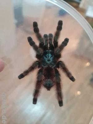 Caribena versicolor  Weibchen 0,1 Vogelspinne ex Avicularia  Bild 3