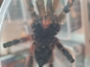 Caribena versicolor  Weibchen 0,1 Vogelspinne ex Avicularia  Bild 4