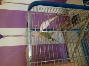 Verkaufe Alexandersittiche 