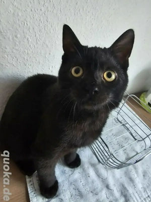 kleiner Schmusekater sucht zuhause 