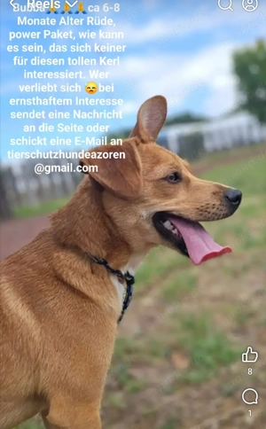 Bubba ca 6-8 Monate alt und 40 cm groß 