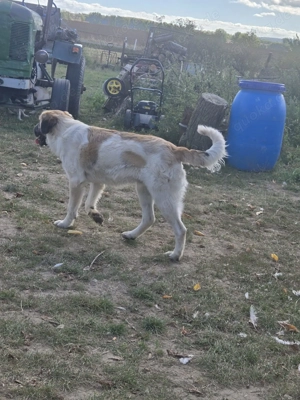 Top Wachhund nur an Hundeerfahrende Zuverkaufen !!!! 