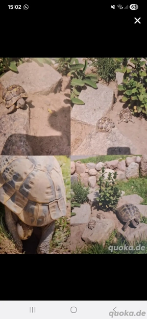 Griechische Landschildkröten