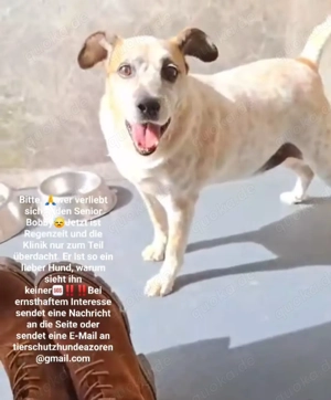 Bobby ca 10 Jahre sooo lieb