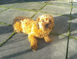 Havaneser Junghunde abzugeben Bild 2