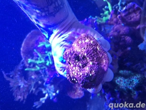 chalice Lps Koralle Meerwasse 