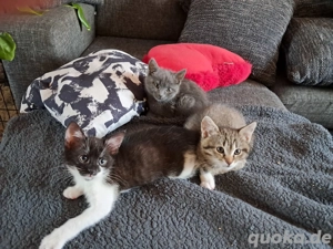 Kitten suchen ein Zuhause