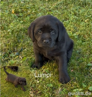 Labrador Retriever Welpen, reinrassig, Ahnenpass uvm., 1 Hündin & 3 Rüden