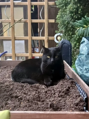 DIESEL - möchte wieder durchstarten Bild 5