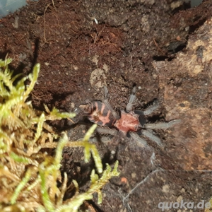 0.0.1 Davus pentalore 