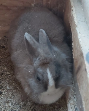 3 Jahre alte Zwergkaninchen Weiblich
