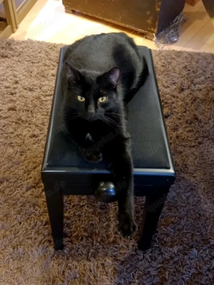 DIESEL - möchte wieder durchstarten Bild 4