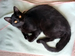 DIESEL - möchte wieder durchstarten Bild 2