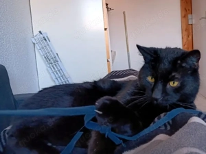 DIESEL - möchte wieder durchstarten Bild 3