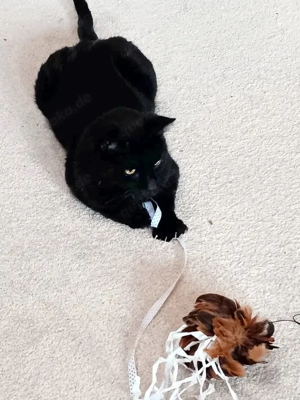 DIESEL - möchte wieder durchstarten Bild 6