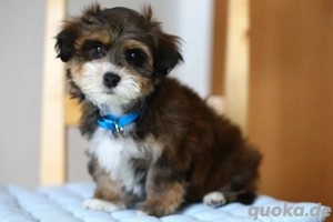    Süße Maltipoo-Welpen suchen ein liebevolles Zuhause   