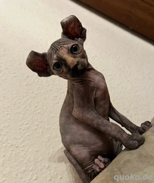 Sphynx Elf Mädchen in Tortie