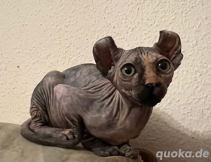 Sphynx Elf Mädchen in Tortie