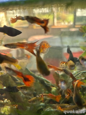 Guppy Platinum Red Tail Gruppe