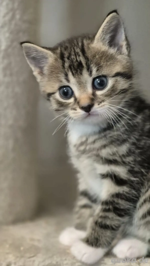 beiby katze zum abgeben 