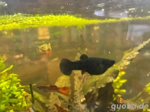 Black Mollys Phoesilia sphenops Gruppe