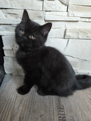 1 zuckersüßes Britisch Kurzhaar Mädchen 