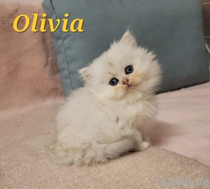 Edelkatze Britisch Langhaar Kurzhaar BLH BKH Kitten, Stammbaum 