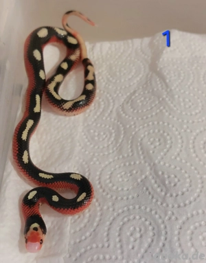 Lampropeltis p. sinaloe applegate splotched pied Hamm 