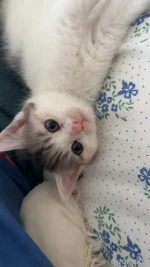 (Hauskatze   Europäisch Kurzhaar   EKH) 