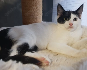 Britischkurzhaar-Mainecoon Mix