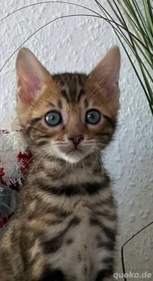 Bengal kitten 