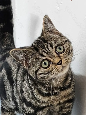 BKH Whiskas Tabby Kitten Rassenkatzen