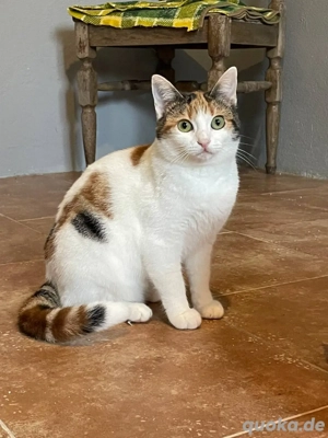 Niedliche Kätzchen suchen ein Zuhause