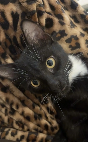 Kätzchen zu verkaufen  Bild 2