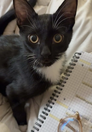 Kätzchen zu verkaufen  Bild 4