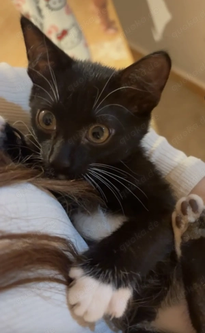 Kätzchen zu verkaufen  Bild 5