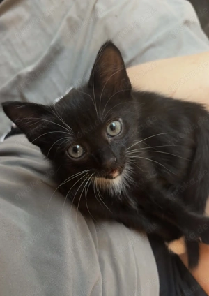 Kätzchen zu verkaufen  Bild 3