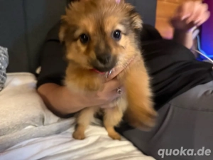   Zauberhafter Chihuahua-Dackel-Havanera-Spitz Mix letzter Welpe abzugeben!  