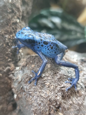 Dendrobates Tinctorius Azureus