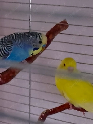 1 Paar zahme Wellensittiche