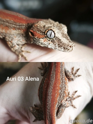 Wunderschöne Höckerkopfgecko Nachzuchten (Rhacodactylus auriculatus) von 2025 abzugeben