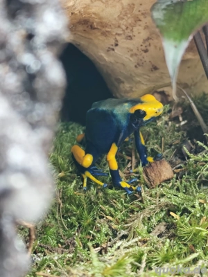 Dendrobates tinctorius tumucumaque