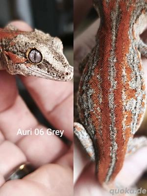 Wunderschöne Höckerkopfgecko Nachzuchten (Rhacodactylus auriculatus) von 2025 abzugeben