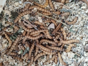 Zophobas ca. 300 Stück 