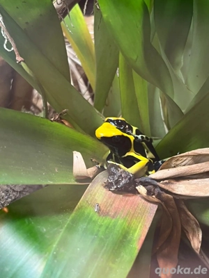 Dendrobates Tinctorius Regina 