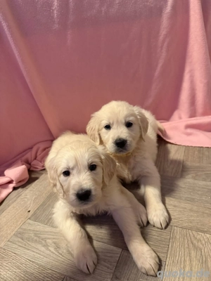 Golden Retriever Welpen mit Ahnentafel 
