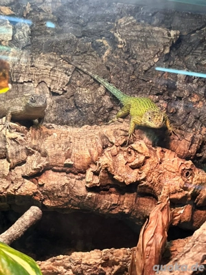 Sceloporus malachiticus Malachit Stachelleguan