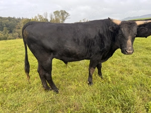 Bio 100 % Fullblood Wagyu-Herde   12 Tiere, DNA-Zertifikat, Weidehaltung Bild 5