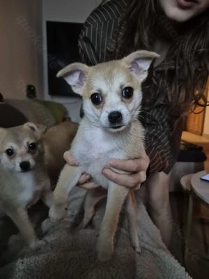 Verkaufe Chihuahua Welpe (Mädchen)